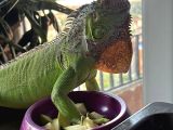 SETLERE KİRALIK İGUANA