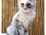 Maine Coon Türkiye
